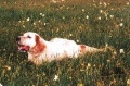 Setter Anglais RADENTIS COBRA Setter Anglais RADENTIS COBRA